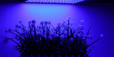  Выбираем правильное освещение для растений