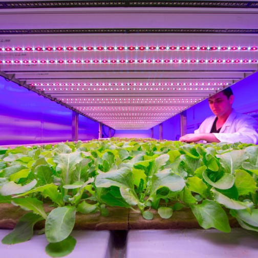 Светодиодные решения для выращивания растений