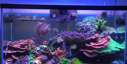 Светодиодные решения для аквариумов